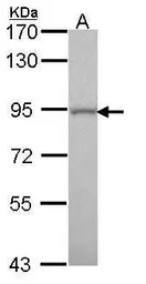 Anti-GOLGA5 antibody [N2C2], Internal used in Western Blot (WB). GTX104255