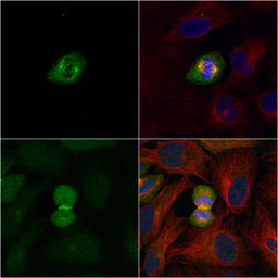 Anti-PLK1 antibody [N2C2], Internal used in Immunocytochemistry/ Immunofluorescence (ICC/IF). GTX104302