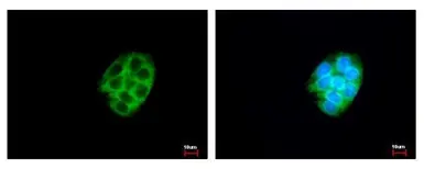 Anti-CES2 antibody used in Immunocytochemistry/ Immunofluorescence (ICC/IF). GTX104337