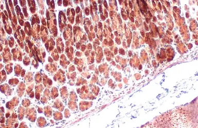 Anti-Grp75 antibody used in IHC (Paraffin sections) (IHC-P). GTX104407