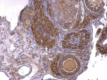 Anti-GNAQ antibody used in IHC (Paraffin sections) (IHC-P). GTX104544