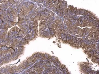 Anti-GNAQ antibody used in IHC (Paraffin sections) (IHC-P). GTX104544