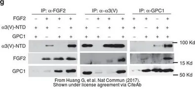 Anti-Glypican 1 antibody [N3C3] used in Western Blot and Immunoprecipitation (WB IP). GTX104557