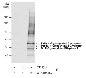 Anti-Glypican 1 antibody [N3C3] used in Immunoprecipitation (IP). GTX104557