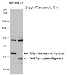Anti-Glypican 1 antibody [N3C3] used in Western Blot (WB). GTX104557