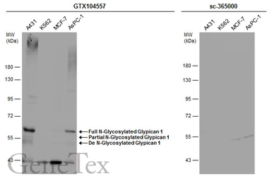 Anti-Glypican 1 antibody [N3C3] used in Western Blot (WB). GTX104557