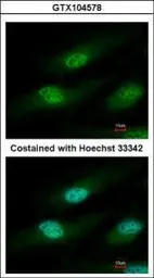 Anti-IFRD1 antibody used in Immunocytochemistry/ Immunofluorescence (ICC/IF). GTX104578