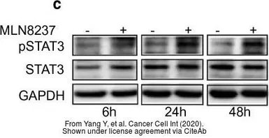 Anti-STAT3 antibody [C3], C-term used in Western Blot (WB). GTX104616