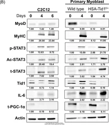 Anti-STAT3 antibody [C3], C-term used in Western Blot (WB). GTX104616