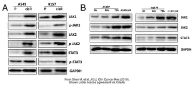 Anti-STAT3 antibody [C3], C-term used in Western Blot (WB). GTX104616