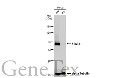 Anti-STAT3 antibody [C3], C-term used in Western Blot (WB). GTX104616