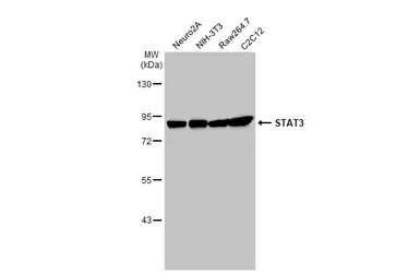 Anti-STAT3 antibody [C3], C-term used in Western Blot (WB). GTX104616