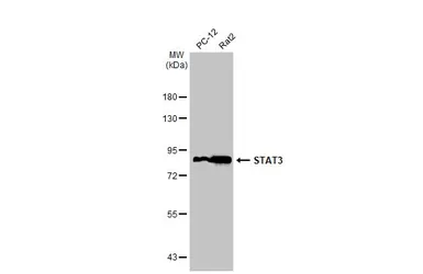 Anti-STAT3 antibody [C3], C-term used in Western Blot (WB). GTX104616