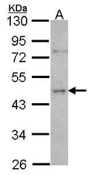 Anti-ORC4L antibody [C3], C-term used in Western Blot (WB). GTX104684