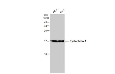 Anti-Cyclophilin A antibody [C1C3] used in Western Blot (WB). GTX104698
