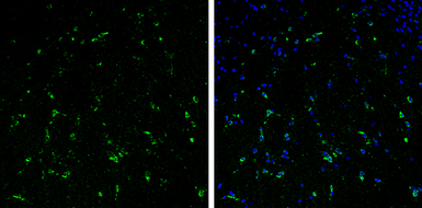 Anti-Stathmin 1 antibody used in IHC (Frozen sections) (IHC-Fr). GTX104707