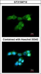 Anti-DUSP10 antibody [C3], C-term used in Immunocytochemistry/ Immunofluorescence (ICC/IF). GTX104712