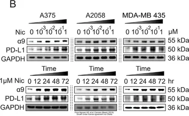 Anti-PD-L1 antibody used in Western Blot (WB). GTX104763
