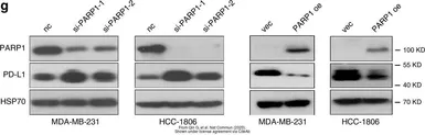 Anti-PD-L1 antibody used in Western Blot (WB). GTX104763