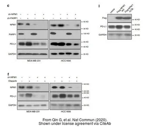 Anti-PD-L1 antibody used in Western Blot (WB). GTX104763