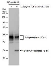 Anti-PD-L1 antibody used in Western Blot (WB). GTX104763