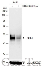 Anti-PD-L1 antibody used in Western Blot (WB). GTX104763