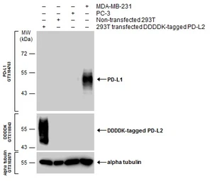 Anti-PD-L1 antibody used in Western Blot (WB). GTX104763