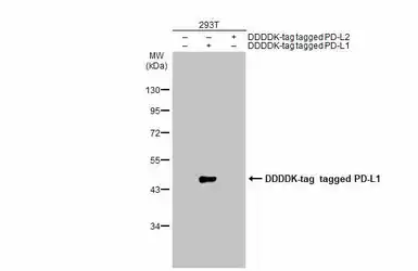 Anti-PD-L1 antibody used in Western Blot (WB). GTX104763