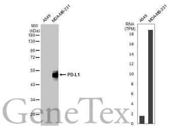Anti-PD-L1 antibody used in Western Blot (WB). GTX104763