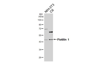 Anti-Flotillin 1 antibody [C3], C-term used in Western Blot (WB). GTX104769