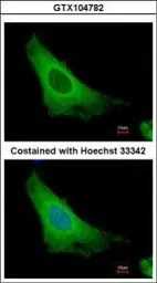 Anti-ARF3 antibody used in Immunocytochemistry/ Immunofluorescence (ICC/IF). GTX104782