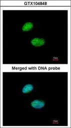 Anti-FOXK2 antibody [C3], C-term used in Immunocytochemistry/ Immunofluorescence (ICC/IF). GTX104848