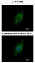 Anti-KIF5A antibody [C3], C-term used in Immunocytochemistry/ Immunofluorescence (ICC/IF). GTX104875