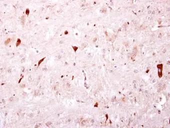 Anti-BTD antibody [N3C3] used in IHC (Paraffin sections) (IHC-P). GTX105045
