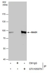 Anti-MAD1 antibody used in Immunoprecipitation (IP). GTX105079