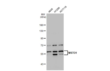 Anti-MSTO1 antibody [N1C1] used in Western Blot (WB). GTX105110