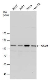 Anti-OGDH antibody [C2C3], C-term used in Western Blot (WB). GTX105124