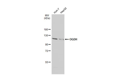Anti-OGDH antibody [C2C3], C-term used in Western Blot (WB). GTX105124