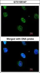 Anti-MAPKAP Kinase 3 antibody [N2C3] used in Immunocytochemistry/ Immunofluorescence (ICC/IF). GTX105147