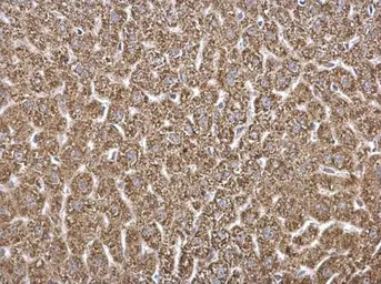 Anti-HADH antibody used in IHC (Paraffin sections) (IHC-P). GTX105167