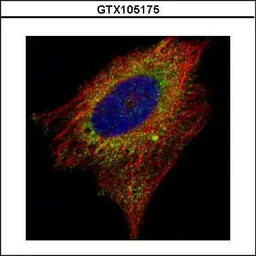 Anti-AIMP1 antibody used in Immunocytochemistry/ Immunofluorescence (ICC/IF). GTX105175