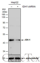 Anti-IDH1 antibody used in Western Blot (WB). GTX105179