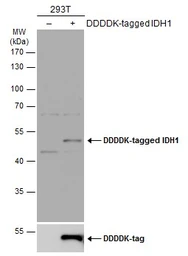 Anti-IDH1 antibody used in Western Blot (WB). GTX105179