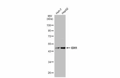 Anti-IDH1 antibody used in Western Blot (WB). GTX105179