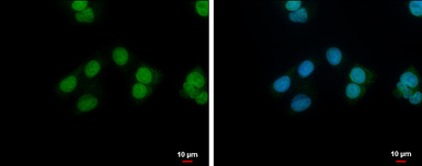 Anti-NANS antibody [N1C3] used in Immunocytochemistry/ Immunofluorescence (ICC/IF). GTX105223