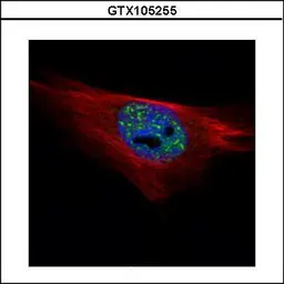Anti-PPP1A antibody used in Immunocytochemistry/ Immunofluorescence (ICC/IF). GTX105255
