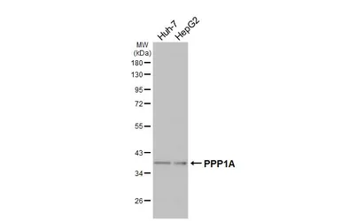 Anti-PPP1A antibody used in Western Blot (WB). GTX105255