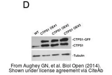 Anti-CTP synthase antibody [N1C1] used in Western Blot (WB). GTX105265