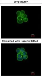 Anti-SGLT1 antibody [N3C3] used in Immunocytochemistry/ Immunofluorescence (ICC/IF). GTX105367