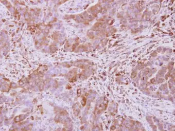 Anti-Optineurin antibody used in IHC (Paraffin sections) (IHC-P). GTX105447